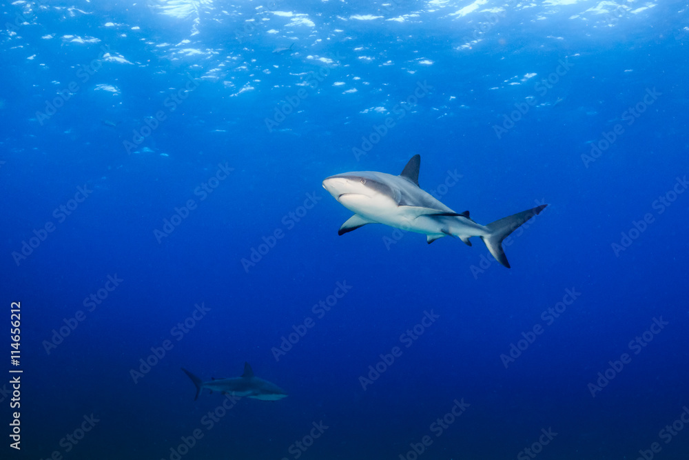 Naklejka premium Reef sharks in open ocean