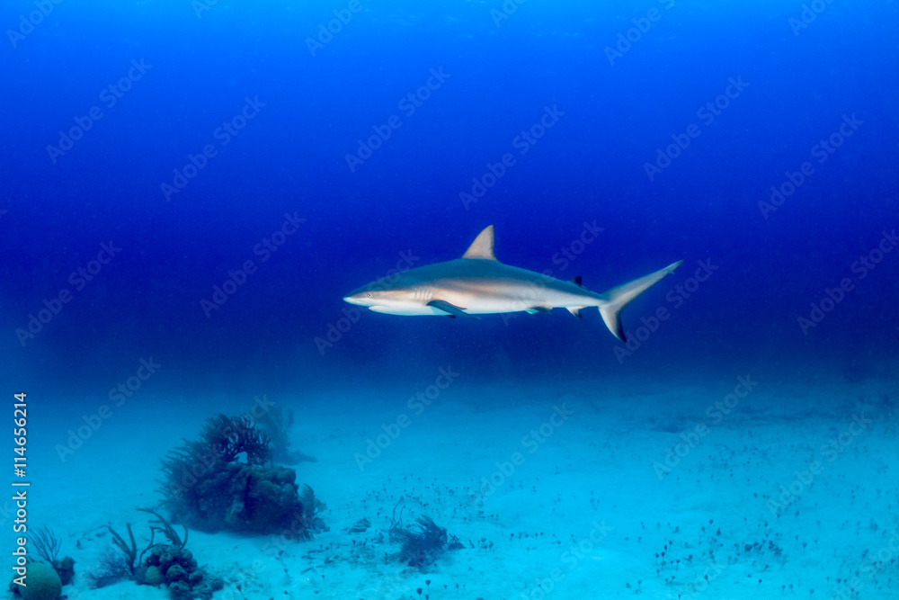 Shark on sand Shark on sand
