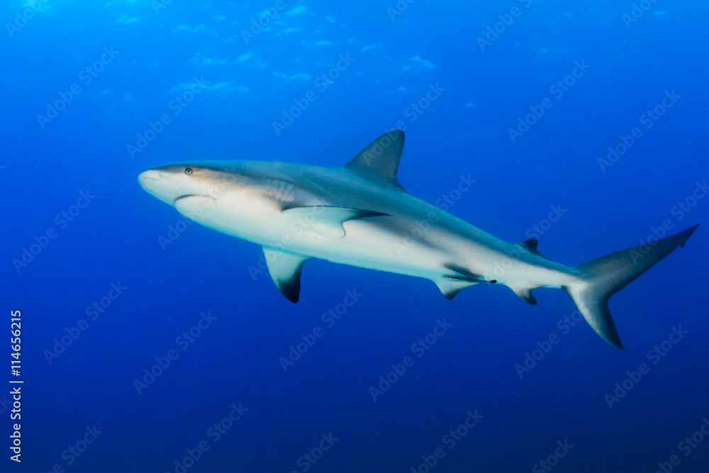 Reef shark in blue water