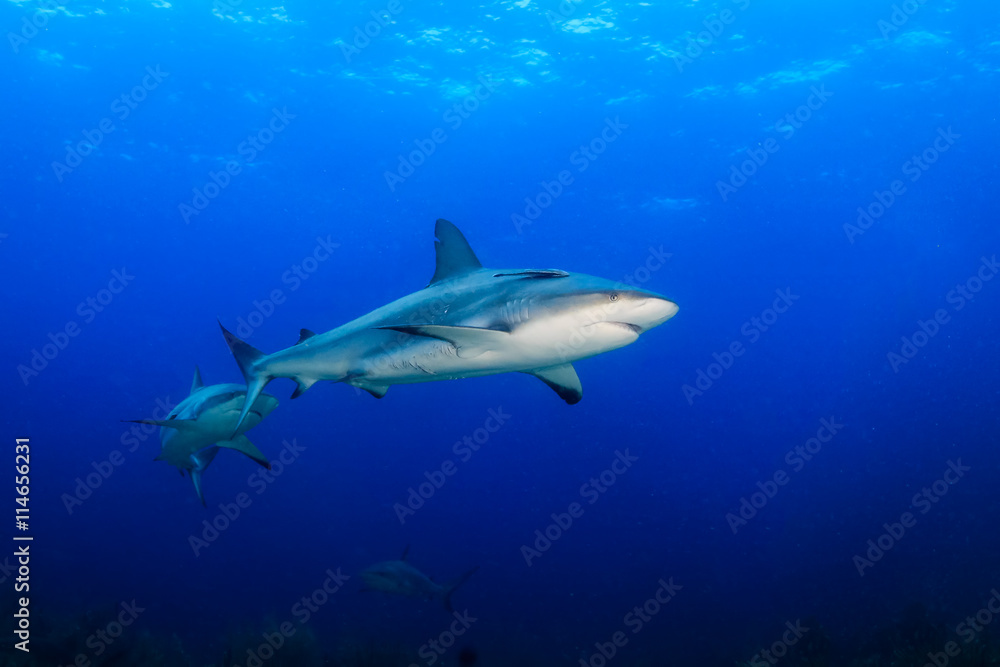Fototapeta premium Reef Sharks in blue water