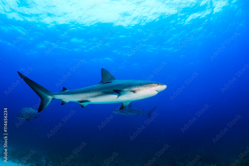 Fototapeta premium Reef sharks swimming in blue water