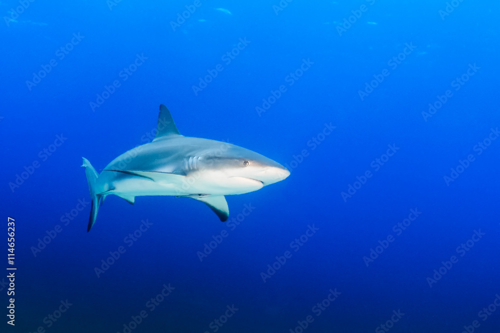 Reef Sharks in blue water Reef Sharks in blue water