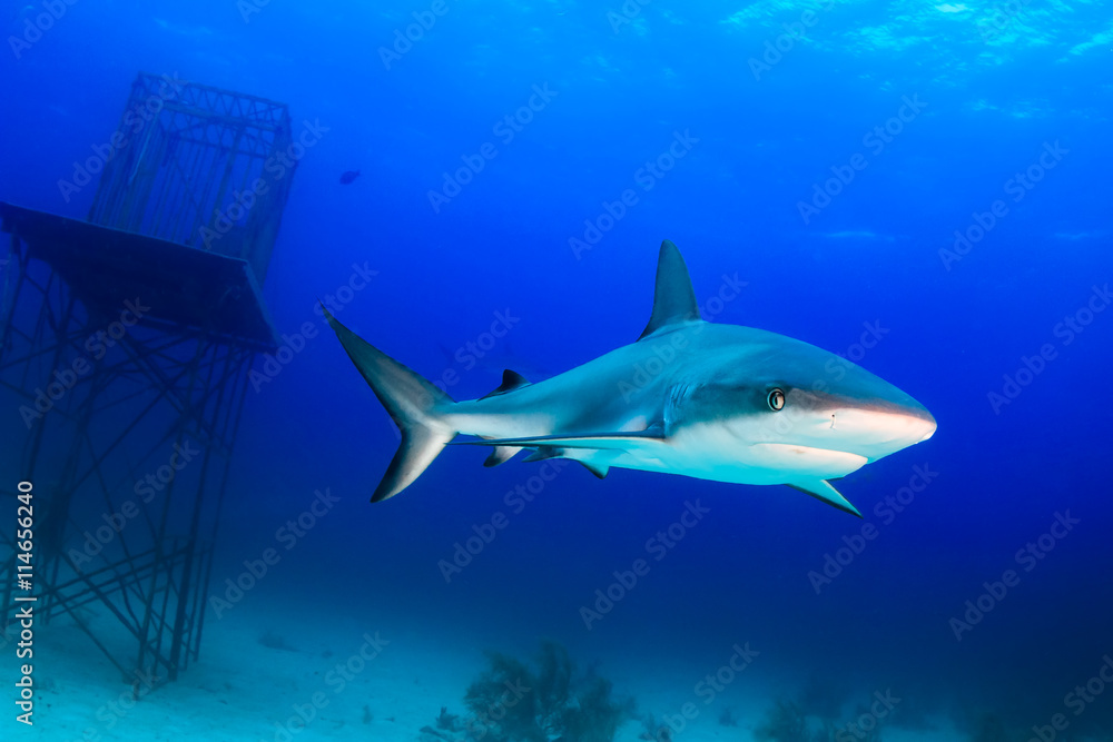 Obraz premium Shark Next to an Underwater Structure