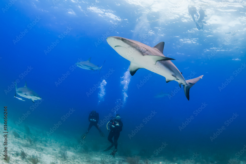 Obraz premium SCUBA Divers and Sharks