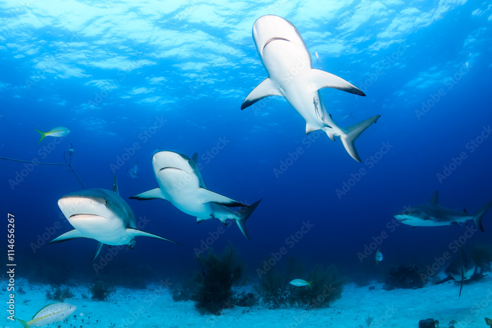 Group of Reef Sharks Over a Sandy Seabed