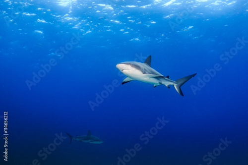 Reef sharks in open ocean