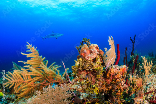 Shark over a Coral Reef