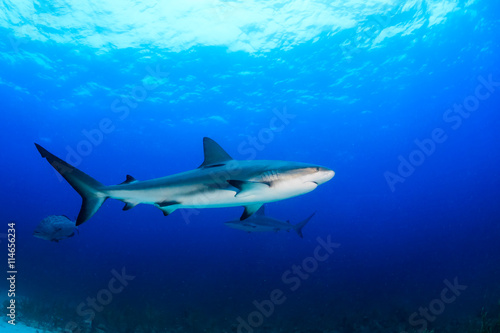Reef sharks swimming in blue water