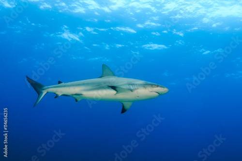 Reef Shark in Blue Water