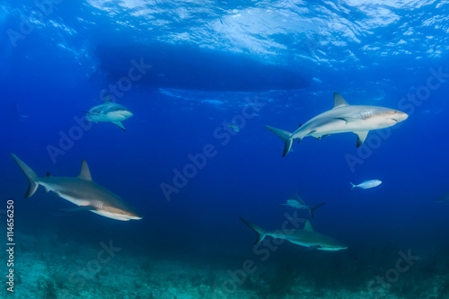 Sharks under a dive boat © whitcomberd