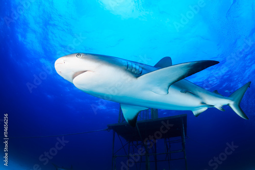 Reef Shark Swimming Next to a Manmade Structure