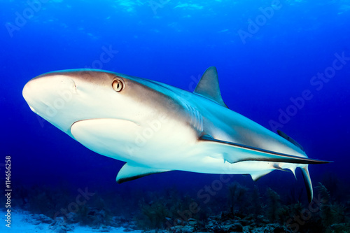 Caribbean Reef Shark Colseup