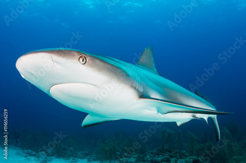 Reef Shark Up Close © whitcomberd
