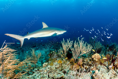Reef Shark in the Bahamas