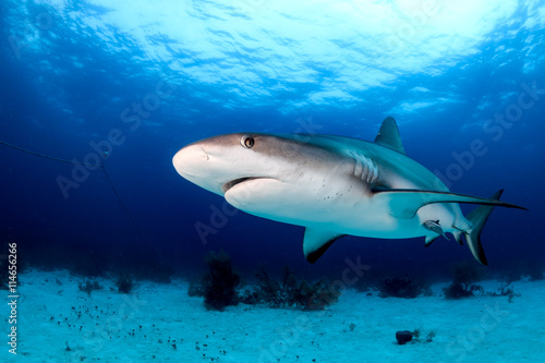 Shark Underwater on a Dark Afternoon