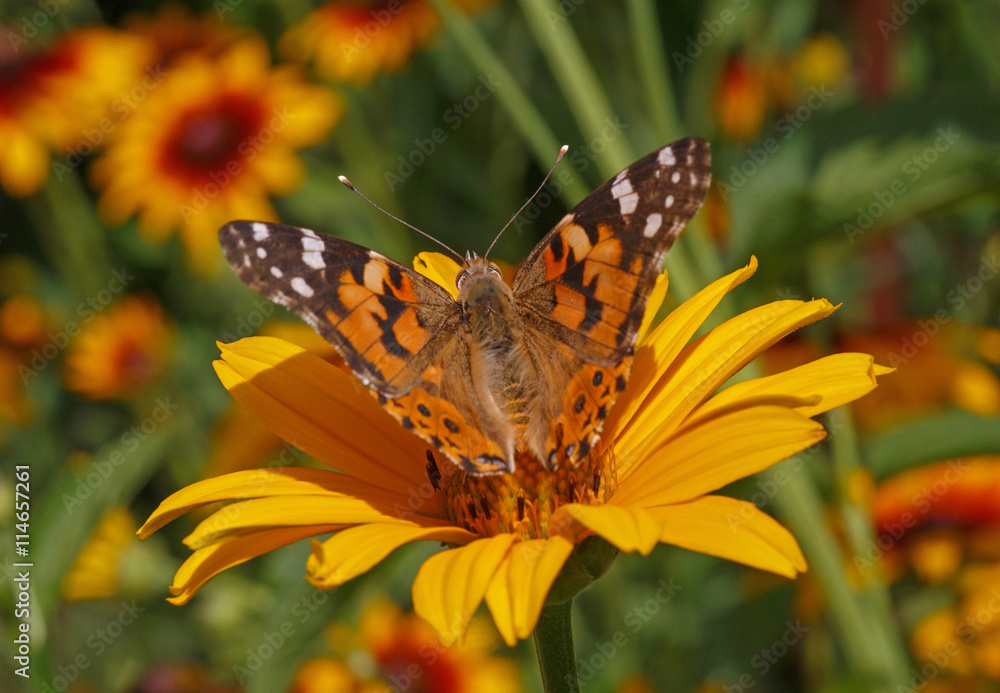 Painted Lady butterfly on yellow flower Painted Lady butterfly on yellow flower