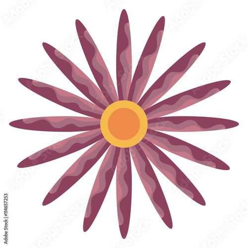 purple and pink flower front view over isolated background, vector illustration 