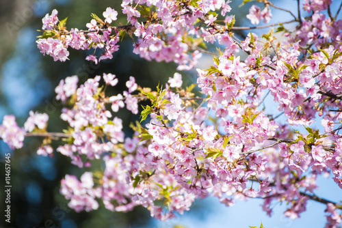 Beautiful sakura or cherry blossom in Ueno park