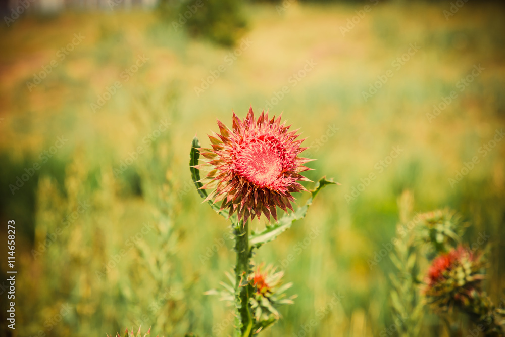 thistle flower on a background of steppe grass in the summer thistle flower on a background of steppe grass in the summer