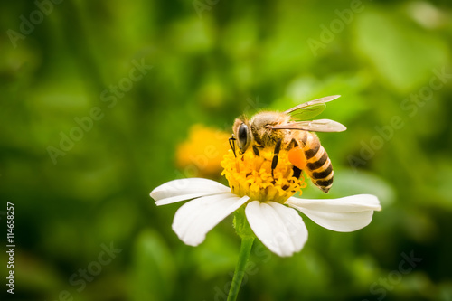 Close up of bee on white flower. Honey bee and white flower. © Kris Tan