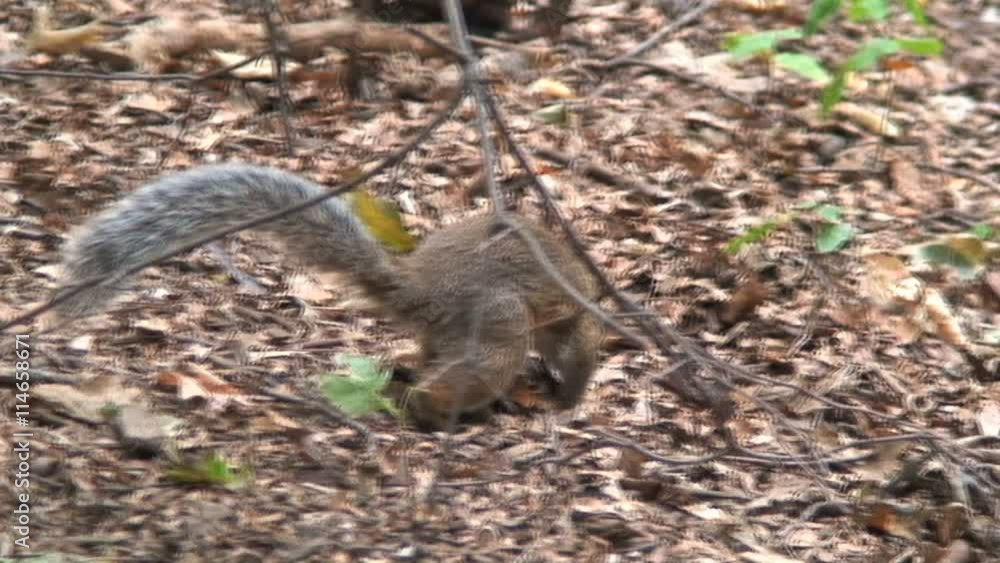 Squirrel in Central Park New York City Squirrel in Central Park New York City