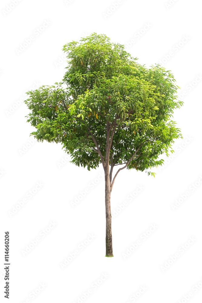 Fototapeta premium Tree isolated on white background