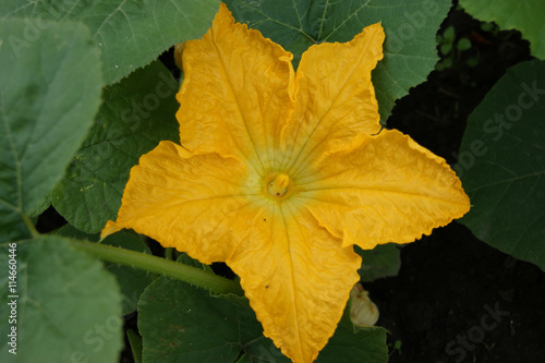 Yellow flower to melons
