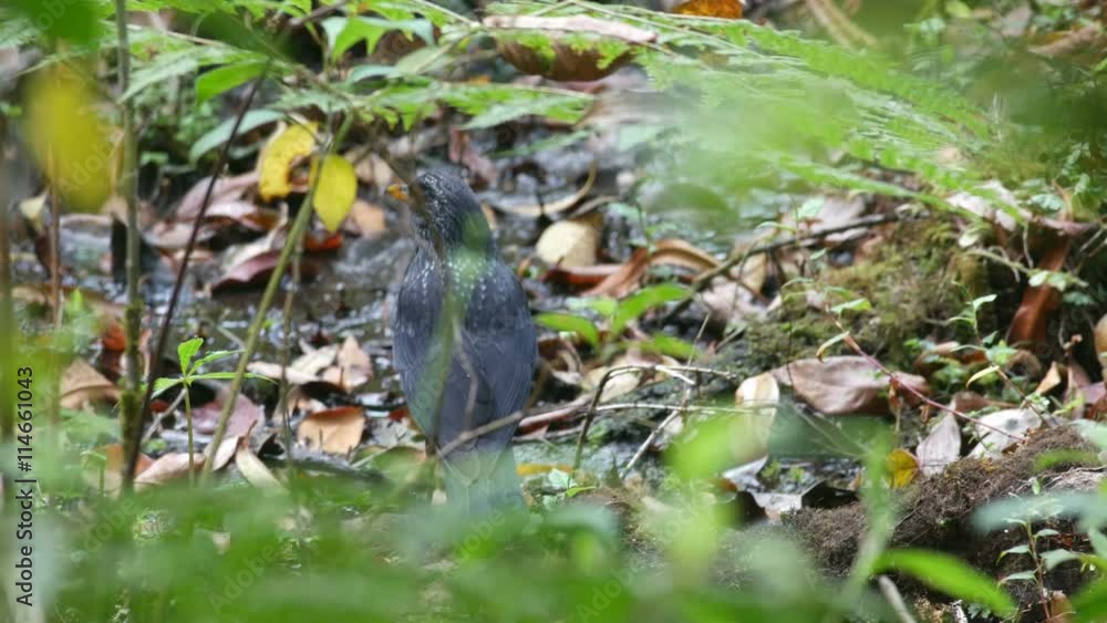 Blue Whistling Thrush bird is standing on the forest ground and try to hidden itself behind the vegetation Blue Whistling Thrush bird is standing on the forest ground and try to hidden itself behind the vegetation