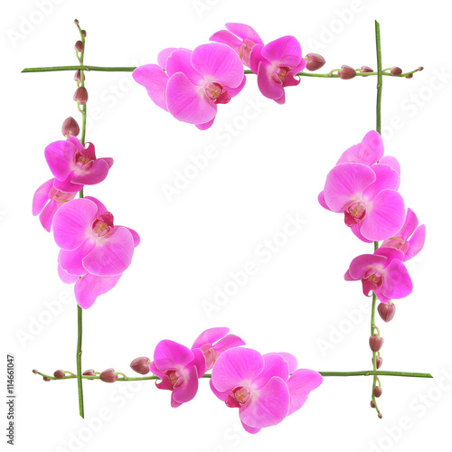 Pink orchid flower  isolated
