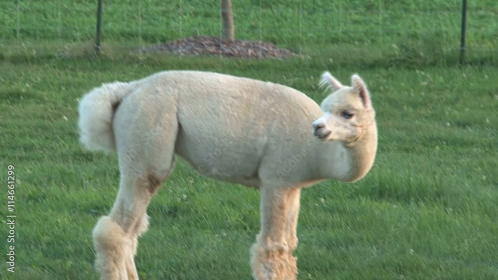 Alpaca at a farm Alpaca at a farm
