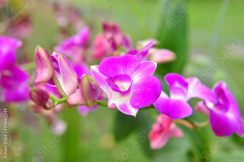 Purple Orchid flower in a park © Jamesbox