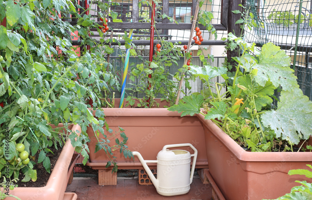watering can and  pots with plants of red tomatoes in a urban ga - obrazy, fototapety, plakaty 