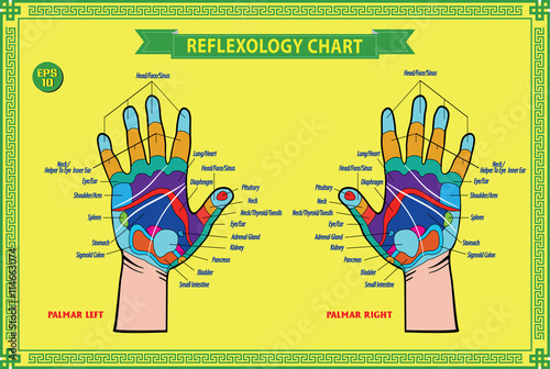 Hand reflexology chart with accurate description of the corresponding internal and body parts. Vector illustration over white background, isolated.