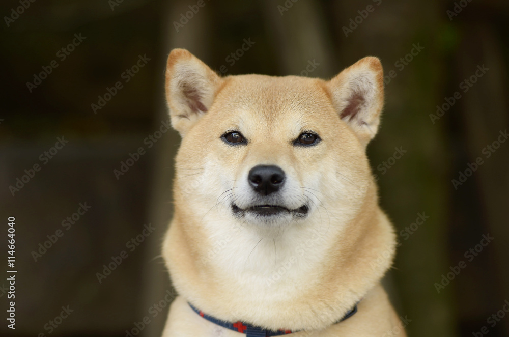 柴犬 柴犬