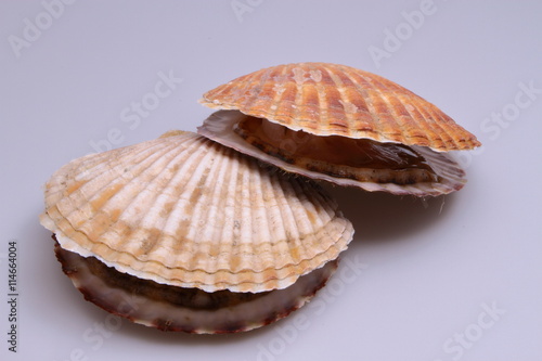 fresh shell