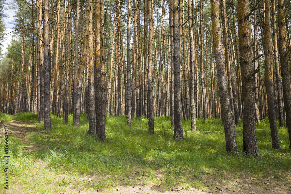 Pine forest in summer day Pine forest in summer day