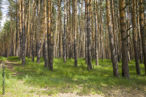 Pine forest in summer day