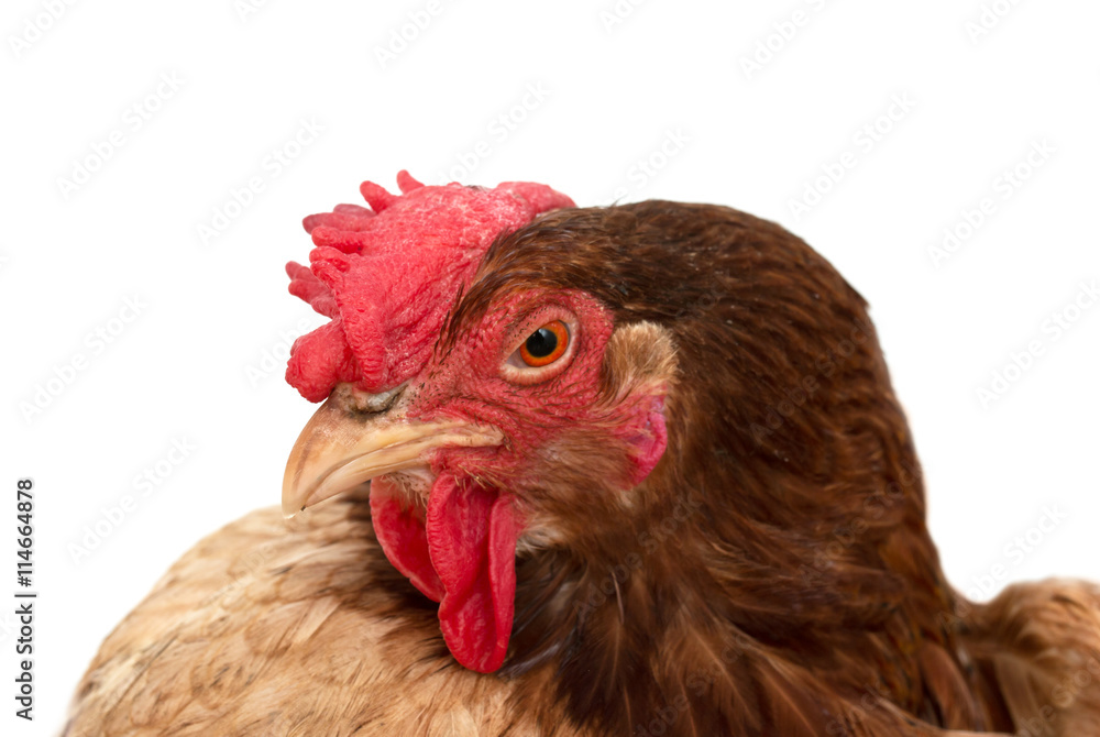 chicken head on a white background