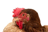 chicken head on a white background
