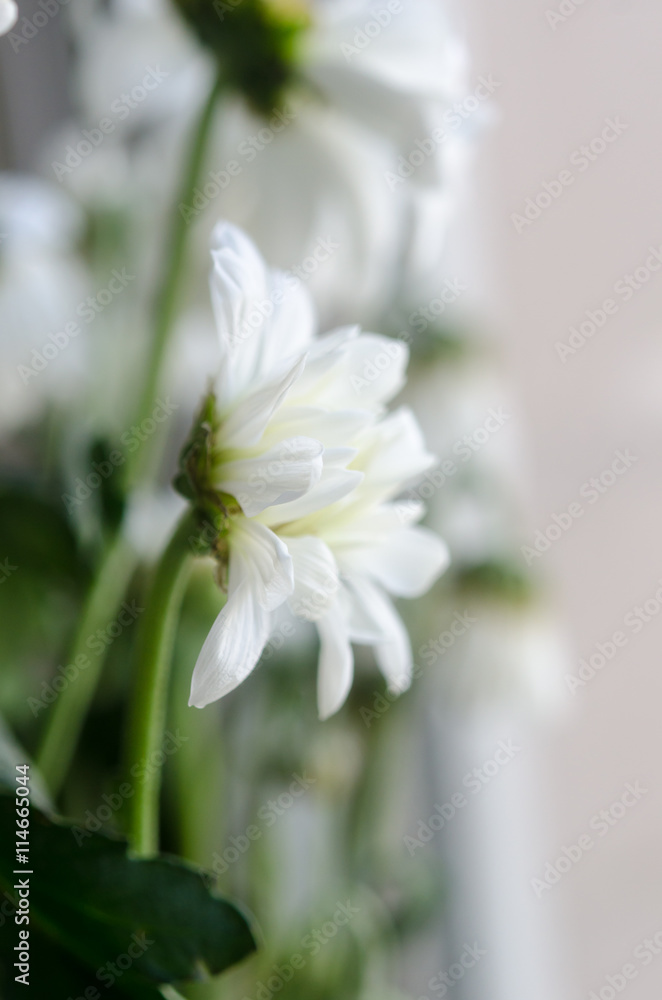 Fototapeta premium White chrysanthemum macro