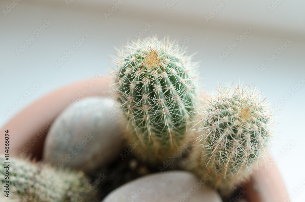 Close-up photo of cactus Close-up photo of cactus