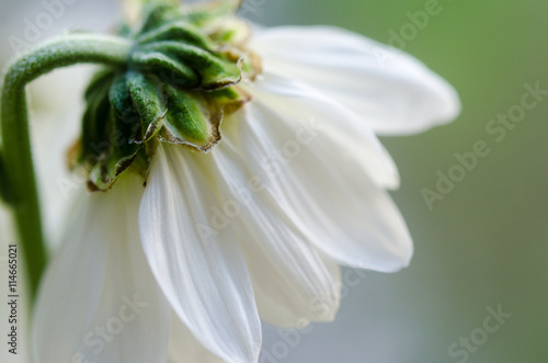 White chrysanthemum macro