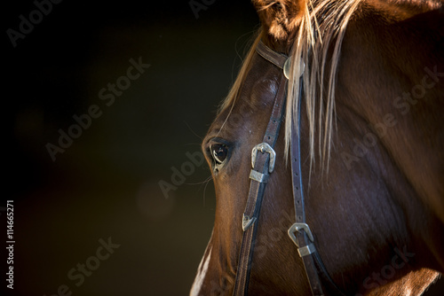 Fototapeta Naklejka Na Ścianę i Meble -  western horse