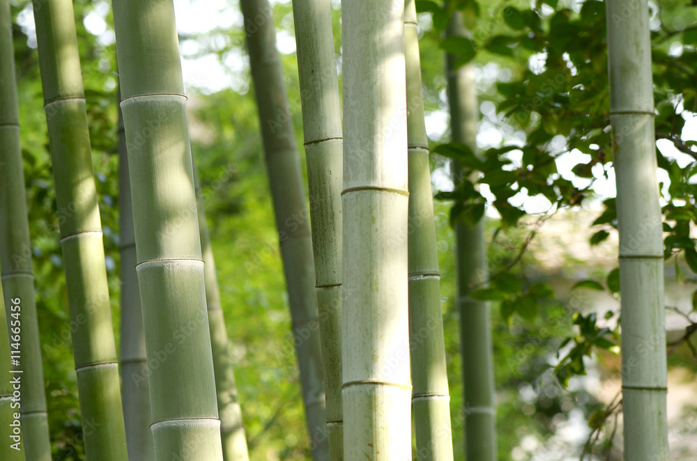 bamboo bamboo