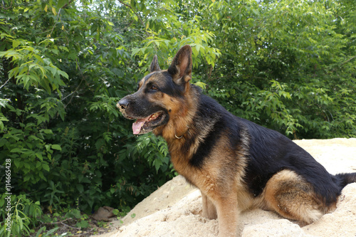 Dog German shepherd on a summer day in wood chips