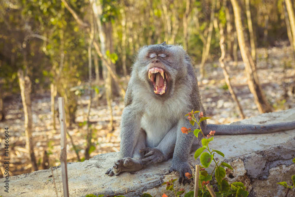 yawning monkey near Uluwatu Temple, Bali, Indonesia yawning monkey near Uluwatu Temple, Bali, Indonesia