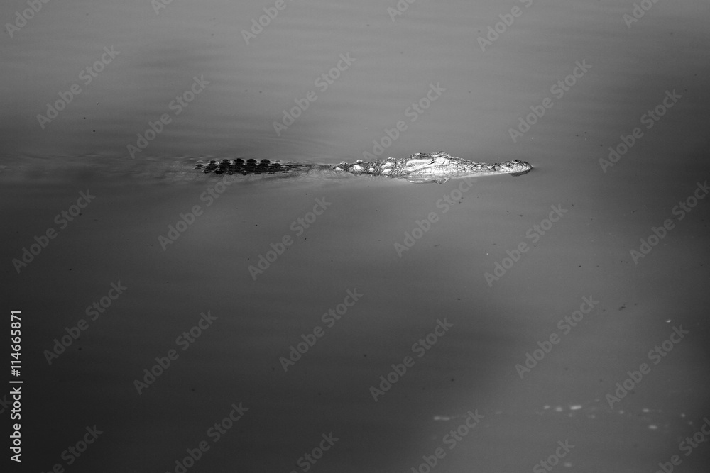 Fototapeta premium Crocodile Swimming Silently
