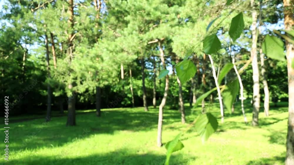 City Park, green fields, tree branch. Wind rustles green leaves. Birch and pine in the park. Young green grass, a warm summer day. Nature, relaxation and rest. City Park, green fields, tree branch. Wind rustles green leaves. Birch and pine in the park. Young green grass, a warm summer day. Nature, relaxation and rest.