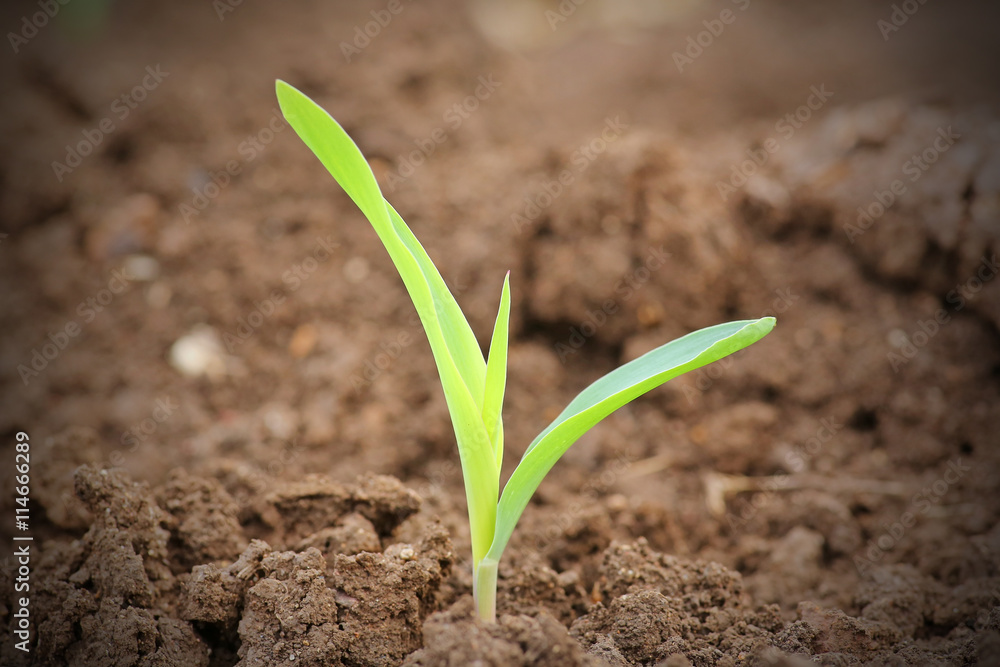 Young corn seedling - obrazy, fototapety, plakaty 