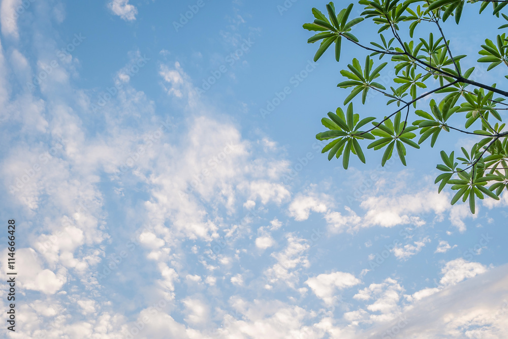 Green leaves against the sky Green leaves against the sky